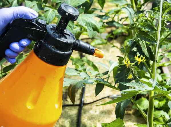 Как развести борную кислоту для опрыскивания томатов 02_32