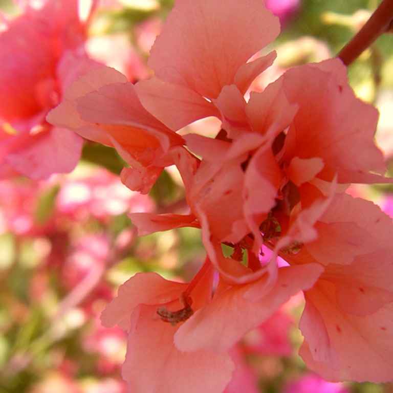 Фото цветка кларкия