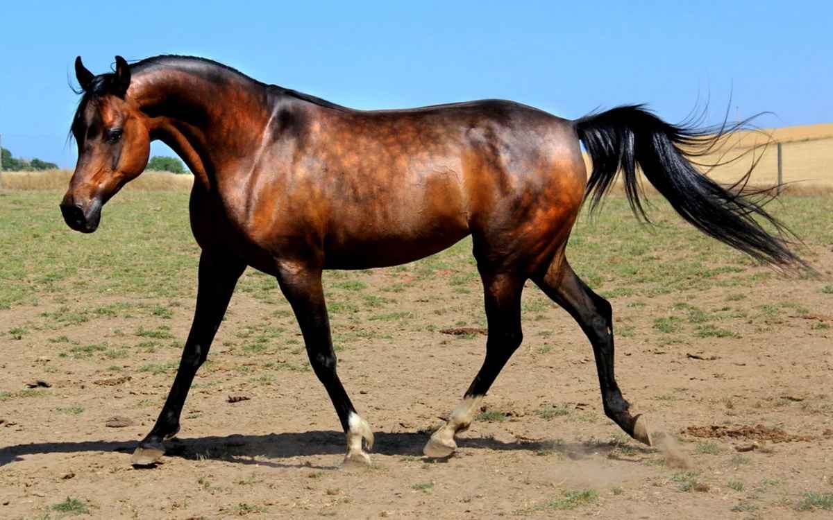 Conteúdo da espécie de personagem de descrição de cavalo árabe 01_46