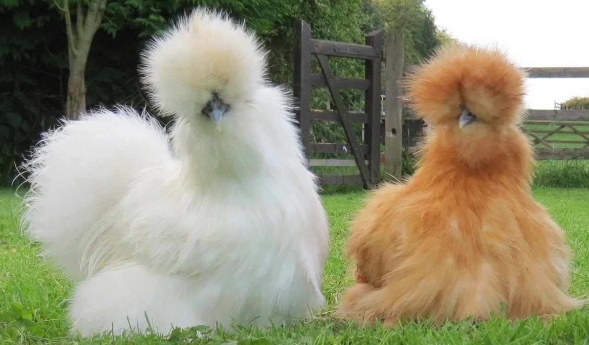 galinhas de seda chinesa: beleza e singularidade